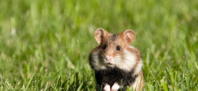 Wybrano Zwierzę Roku 2026. Mały gryzoń nokautuje wilka i rysia