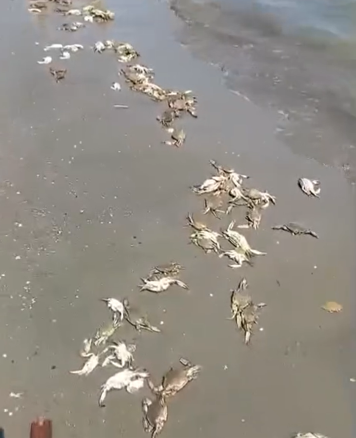 Talianska pláž Boccasette je plná mŕtvych tiel krabov modrých.