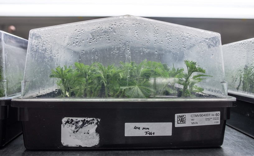 PRODUKCJA MEDYCZNEJ MARIHUANY W IZRAELU