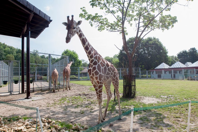 Sjesta w śląskim zoo