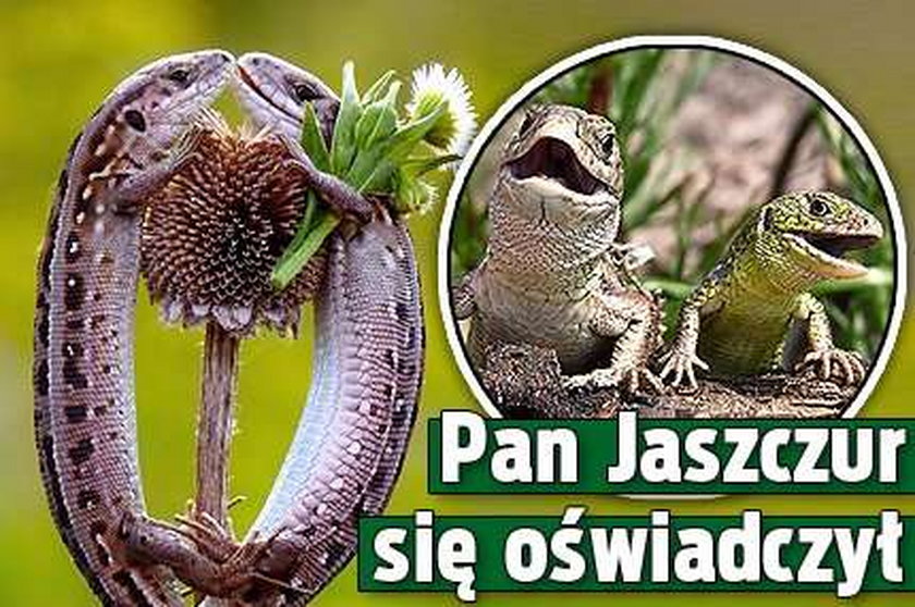 Pan Jaszczur się oświadczył