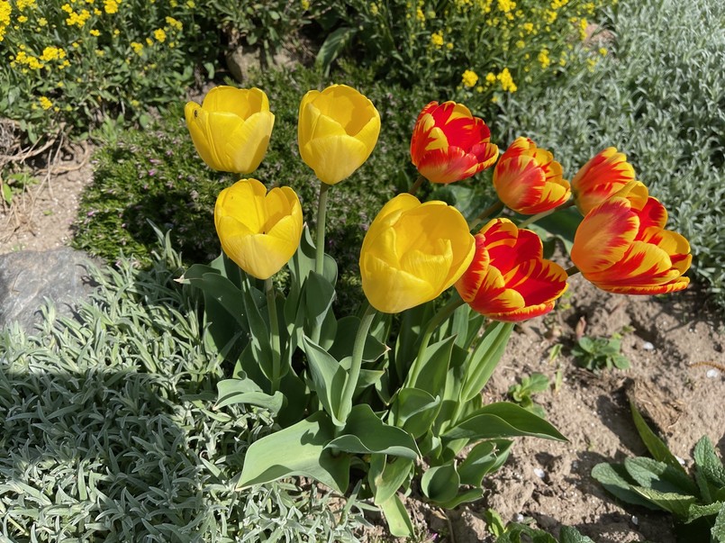 Kiedy sadzić tulipany do gruntu?