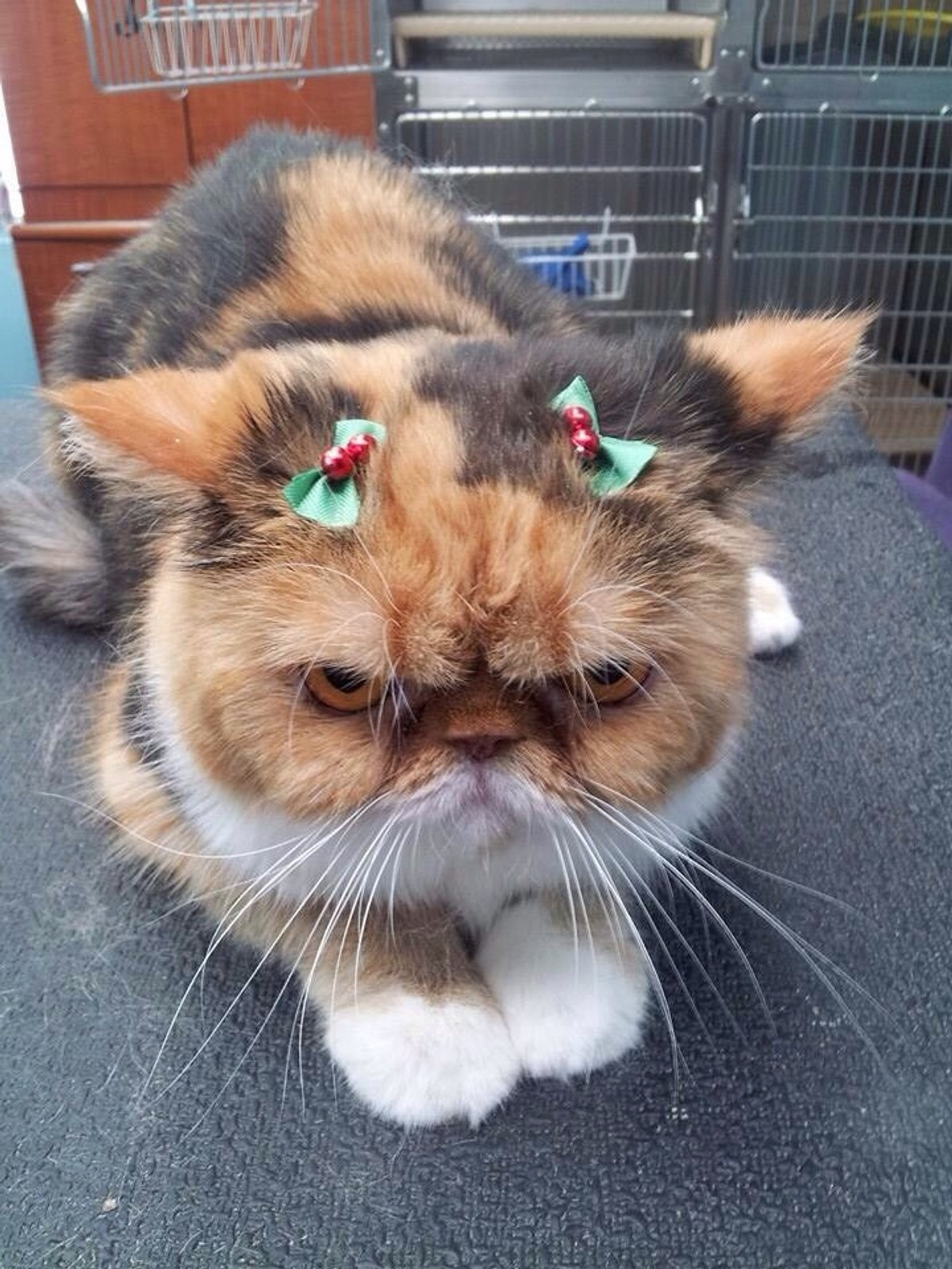 Обиженный кот картинки