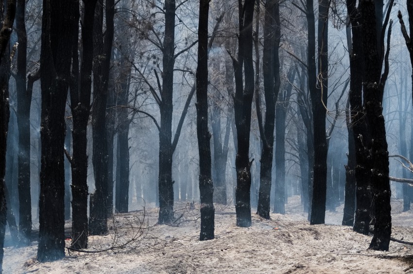 Izgorela šuma u Epujenu u Patagoniji, Argentina, 11. januara