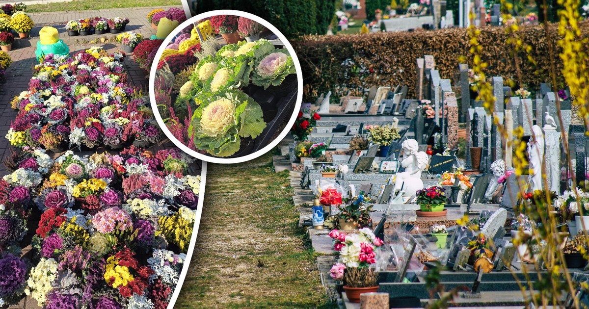 Poszedł na cmentarz. Przy straganie aż wyjął telefon. "Pierwsze widzę"