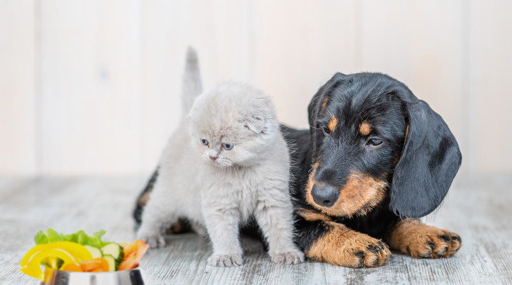 Kiegészítőként kutya és macska is kaphat különböző zöldségeket, gyümölcsöket, salátaféléket / Fotó: Shutterstock 