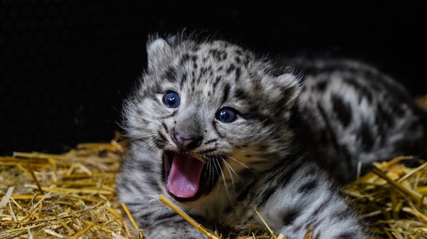 Młoda pantera śnieżna z zoo. a jakie zęby ma duża?