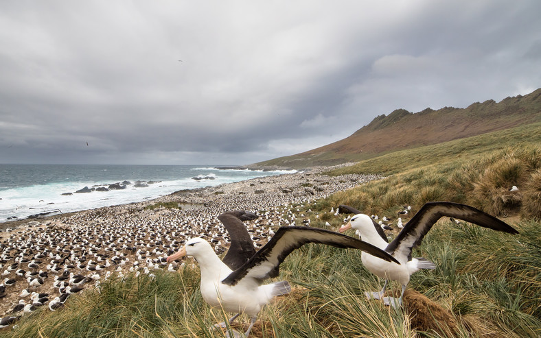 Albatrosy czarnobrewe, Steeple Jason Island, Falklandy