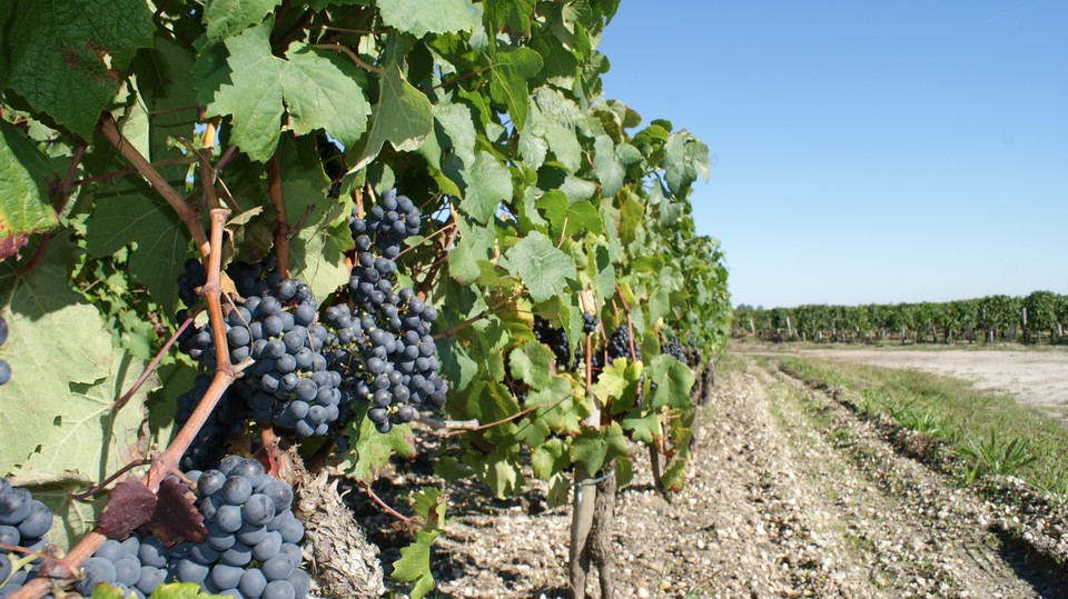 Francja: średnia cena ziemi za hektar w 2012 roku - 5,4 tys. euro