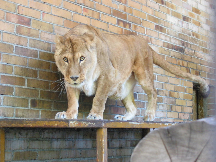 W starej lwiarni powstanie muzeum lwa