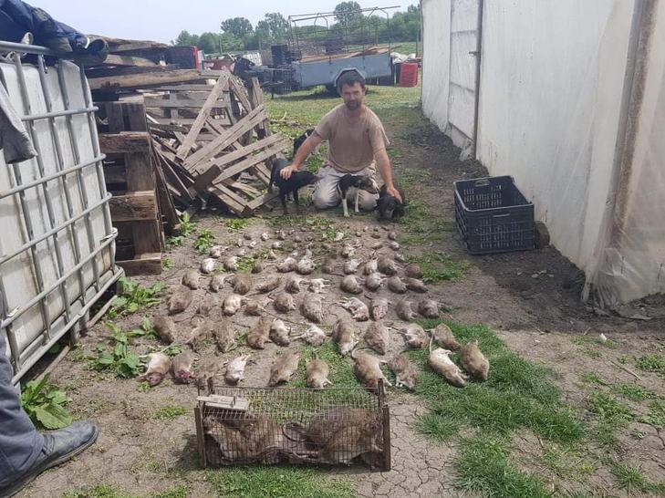 A gyomaendrődi Tari László 18 éve foglalkozik rágcsálóirtással. Amint a fotó is mutatja, eredményesen/ Fotó: Tari László