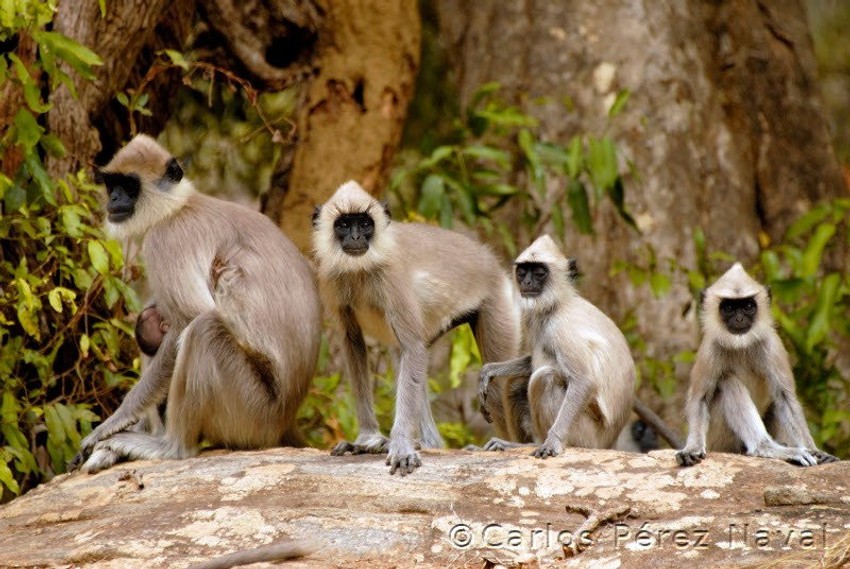 Ovaj talentovani dečak obišao je gotovo ceo svet