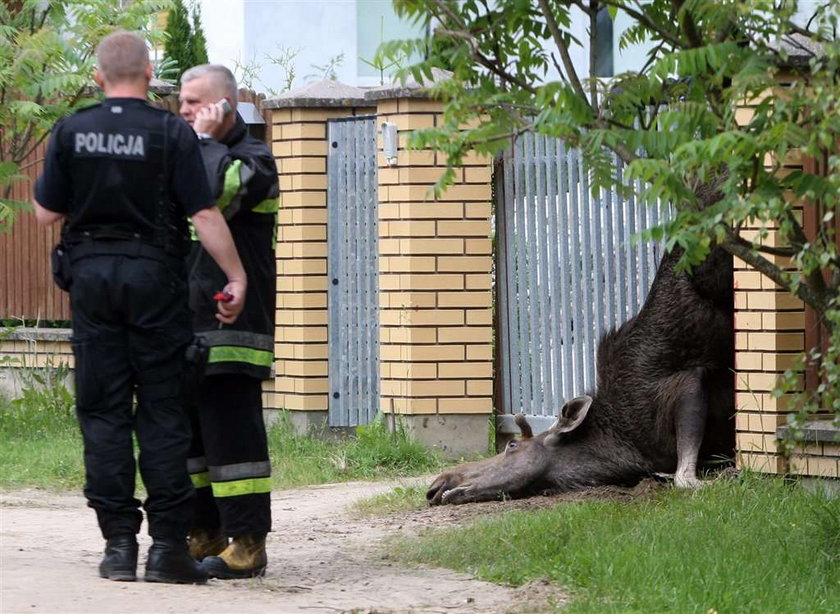 Łoś wykrwawił się na płocie. Drastyczne zdjęcia!