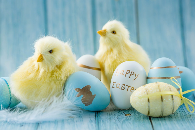 Wielkanoc jajko jajka kurczęta kurczaki Święta Wielkanocne Wielkanocy Blue,,Yellow,,White,Eggs,In,The,Nest,And,Yellow,Chicks