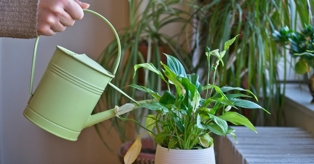 Zanurz w wodzie i podlej rośliny. Będą rosły jak na drożdżach