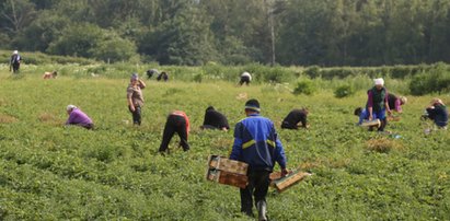 Szukają ludzi do truskawek. Obiecują duże pieniądze i coś jeszcze