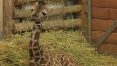Napi cuki: stábunk összebarátkozott a január elsején született zsiráfbébivel az Állatkertben - Videó