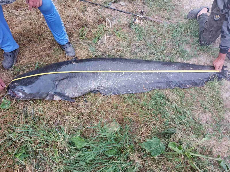 Som je posle fotografisanja i merenja vraćen u reku