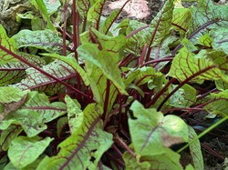 Co można siać w sierpniu? [Warzywa]