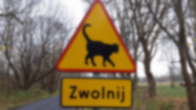 Nietypowy znak drogowy chroni koty w Wielkopolsce. Poseł chciałby, aby podobne pojawiły się w całym kraju