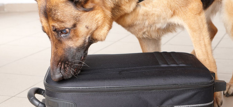Psy na lotniskach szukają nie narkotyków, tylko przyjaciela