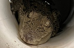 Australia. Niecodzienny widok. Rodzina zajrzała do kurnika i zamarła