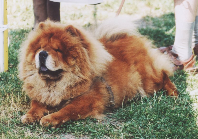 Chow chow ma bardzo gęstą sierść - Ula Kapala/freeimages.com