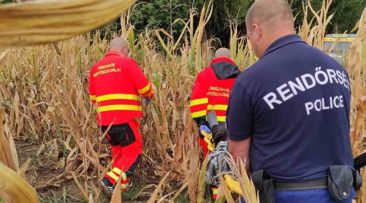 Egy kukoricásban fekve találták meg a férfit /Fotó: Police