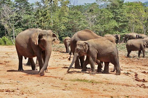 Galeria Sri Lanka - bogactwo fauny i flory, obrazek 8