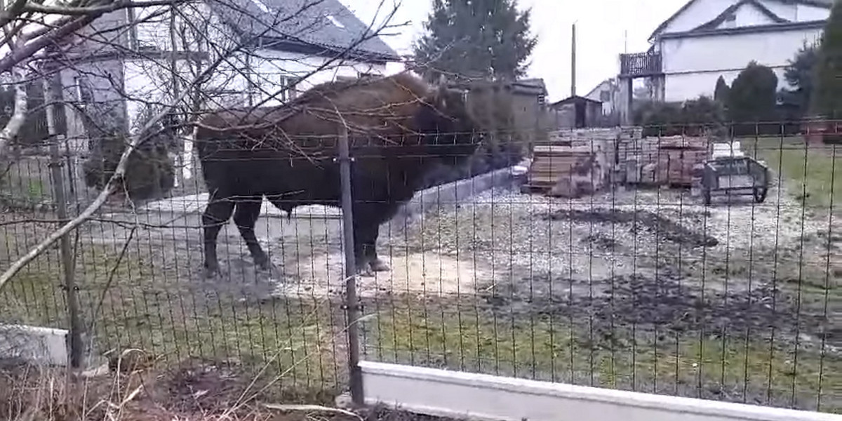 700-kilogramowy żubr woli ogródki domowe mieszkańców Międzyrzecza, niż towarzystwo z lasu.