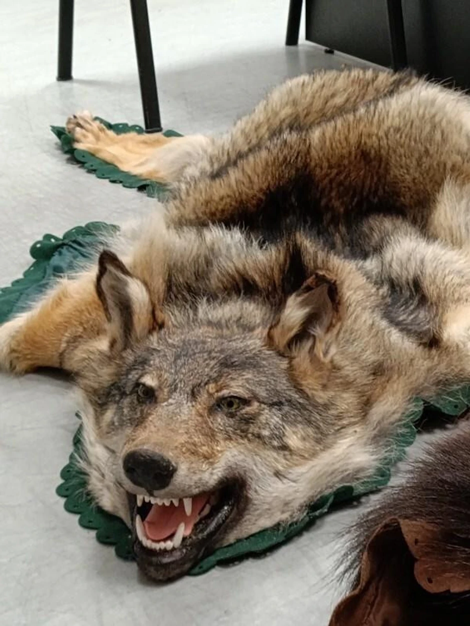 Zaplenjene životinjske vrste