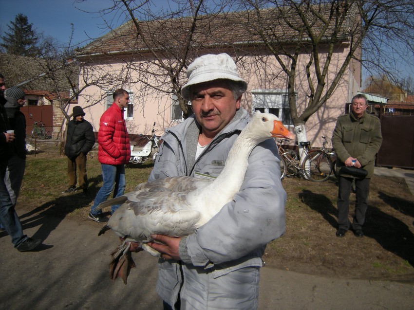 Dragan Barbat ima najstariju gusku