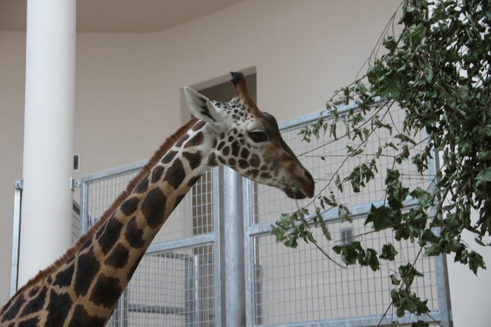 Malman, Denar i Malik - żyrafy z krakowskiego zoo