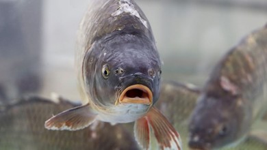 Żywego karpia coraz trudniej kupić. Gdzie szukać ryby "prosto z wody"?