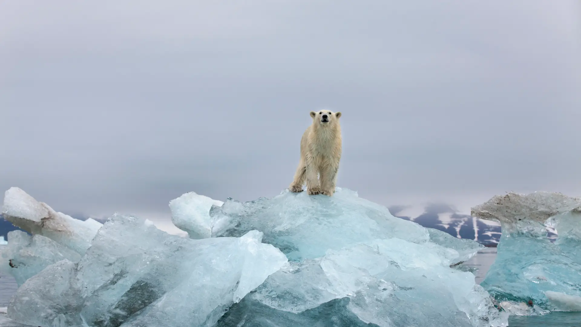 Smutny kalejdoskop zdjęć. Google na Dzień Ziemi pokazuje skutki zmian klimatycznych