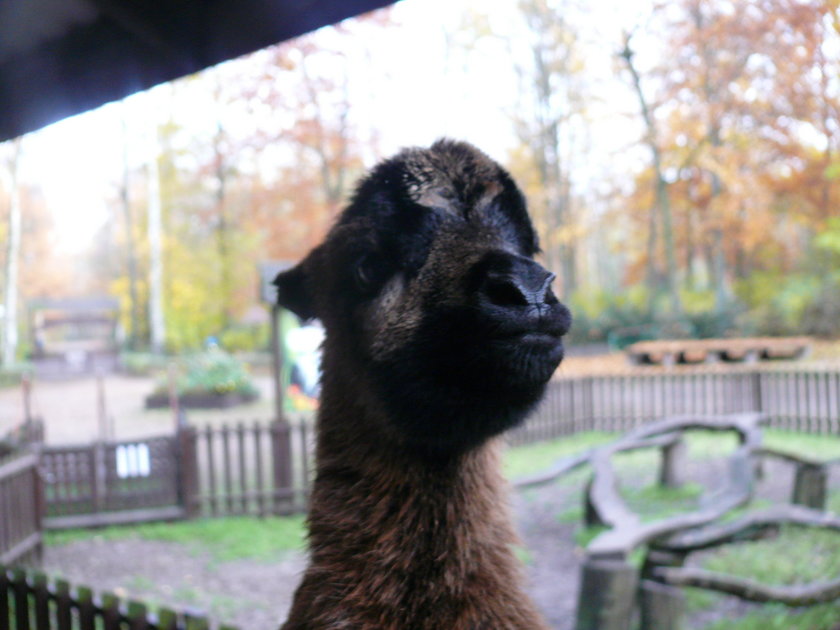 Rogalik z poznańskiego zoo