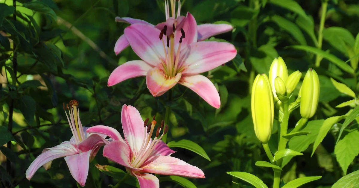 Kiedy przyciąć łodygi lilii? Czy obcinać lilie po przekwitnięciu? Co zrobić z łodygami lilii po przekwitnięciu?