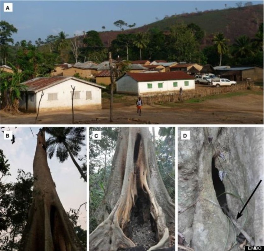 A - Selo Melijandu; B-D - Spaljeno drvo; D - Strelica pokazuje na štap koji su najverovatnije ostavila deca