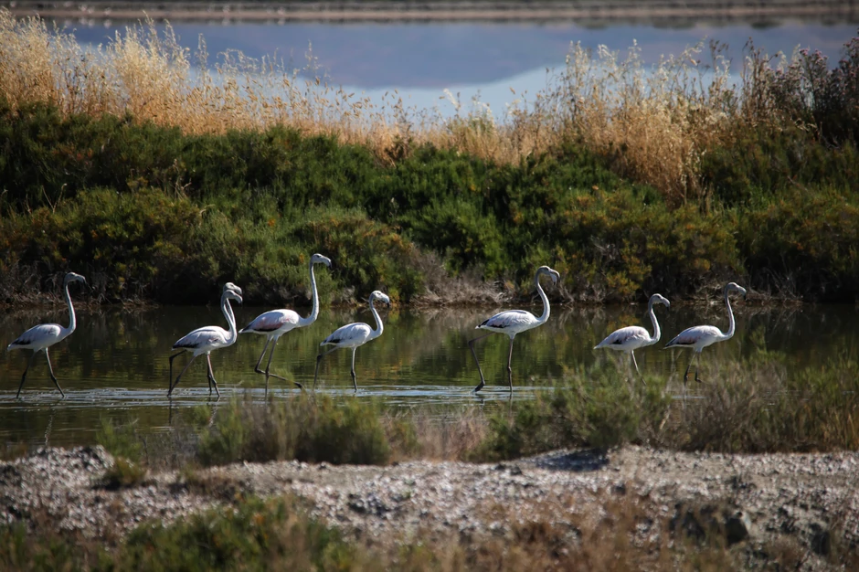 Lokacija odmarališta Džareda Kušnera u području lagune Narta, Albanija