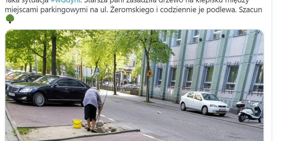 Starsza pani posadziła drzewo na parkingu w Gdyni. Podbiła serca internautów