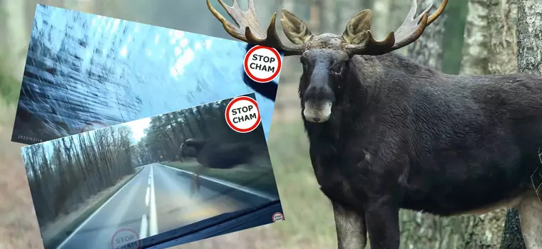 To nagranie wywołuje ciarki na plecach. Łoś pojawia się znikąd tuż przed maską