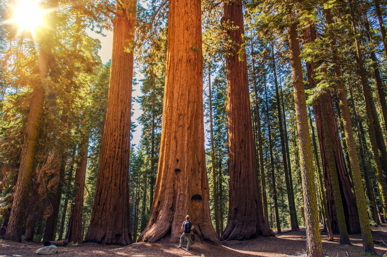 Park Narodowy Redwood, USA