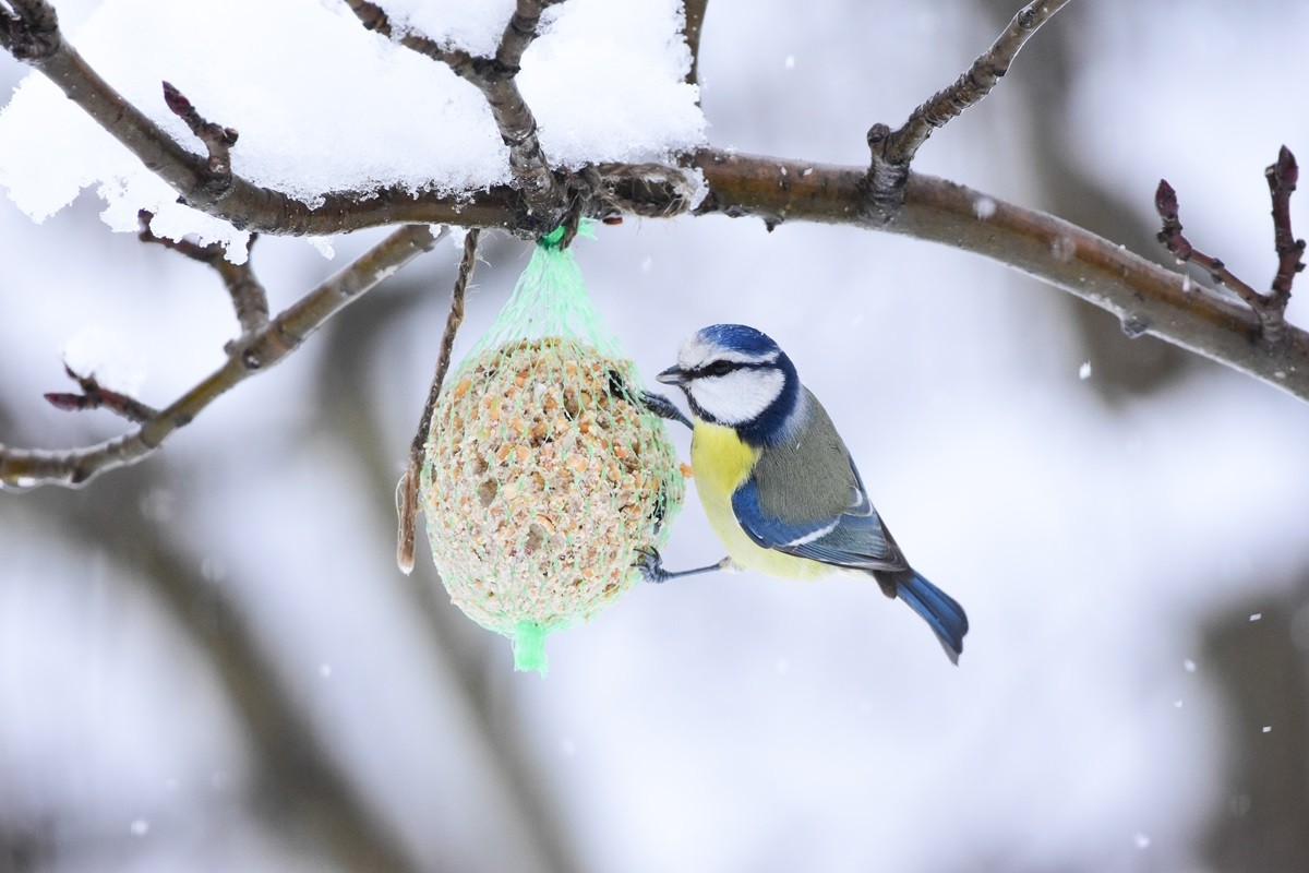 kule tłuszczowe dzikie ptaki dokarmianie ptaków