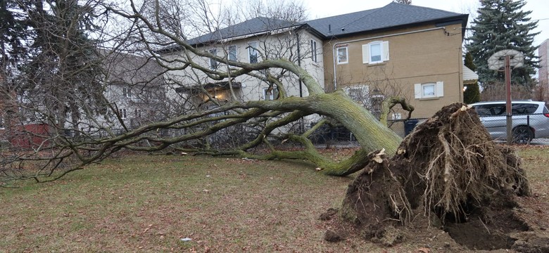 Kiedy sąsiad może żądać usunięcia drzewa? Czy sąsiad może żądać usunięcia drzewa jeśli jest nad jego działką?