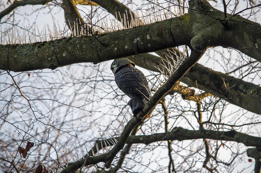 Bristol. Kolce na gołębie NA DRZEWACH w ekskluzywnej dzielnicy!