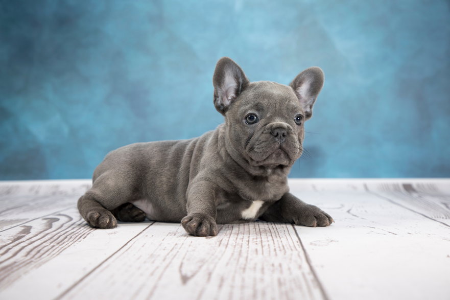 Buldog - Adobe Stock - rich