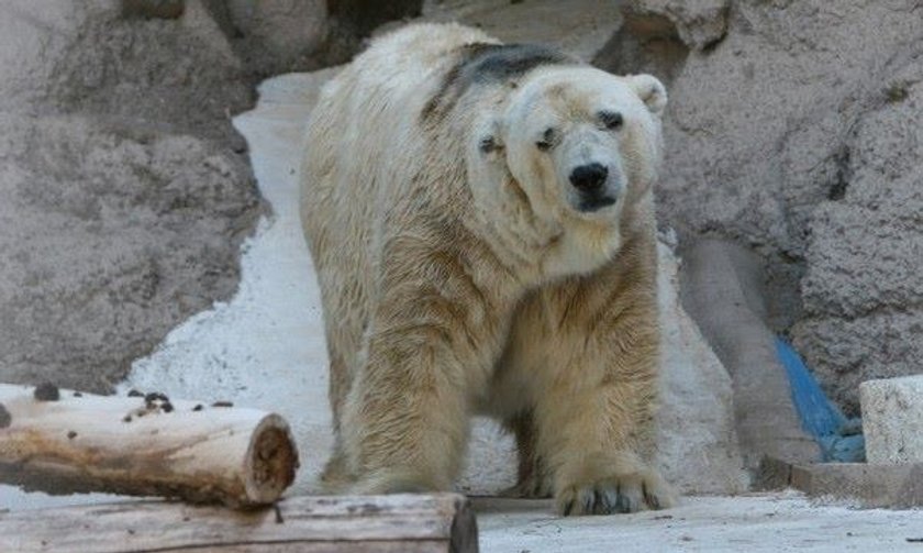 Arturo: niedźwiedź polarny z depresją