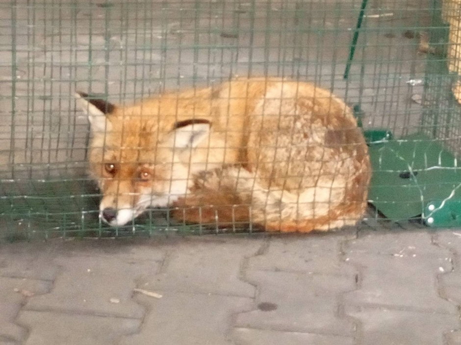 Lisek upodobał sobie firmę przy al. Piłsudskiego w Olsztynie [WIDEO]