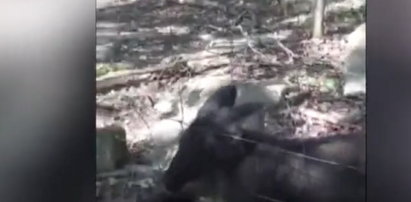Kangur pogryzł 9-letnią dziewczynkę w zoo