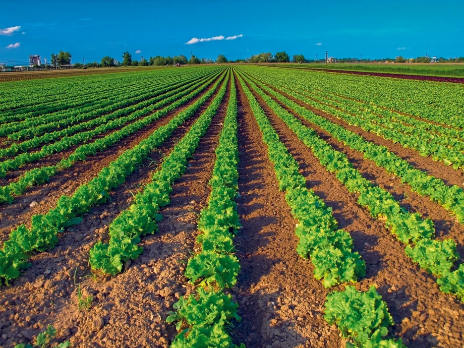 Green Holding na uprawę sałat ma ponad 775 ha ziemi. Po uwzględnieniu tzw. wielokrotnego plonowania jest to nawet więcej – aż 1,27 tys. ha powierzchni upraw.